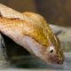 The Snake by D H Lawrence