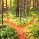 The Road Not Taken by Robert Frost Summary and Analysis