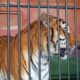 A Tiger in the Zoo