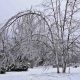 icy-birches-robert-frost