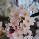 Loveliest of Trees -Cherry