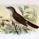 Ode to a Nightingale
