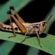 on the grasshopper and the cricket