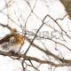 the darkling thrush that thomas hardy saw