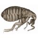 The Flea