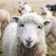 The Lamb