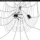 The Spider and the Fly