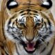 The Tyger