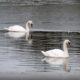The Wild Swans at Coole